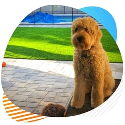 k9 pet turf artificial grass for sale in Mclean, TX